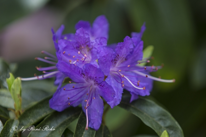 Azaleeblüte violett_4