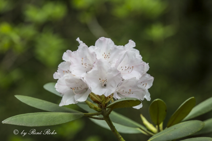 Azaleeblüte weiss_5