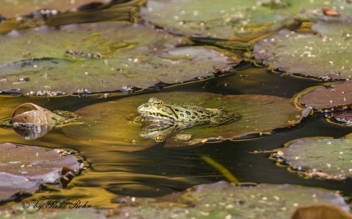 Kleiner Wasserfrosch auf Seerosenblatt