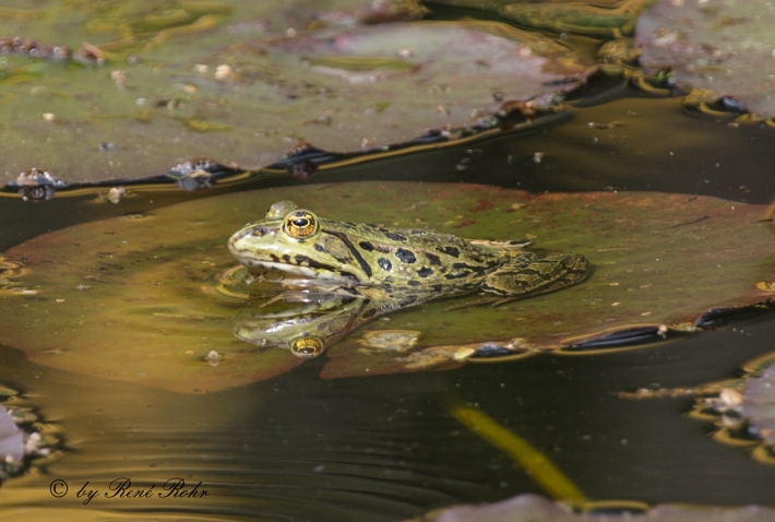 Kleiner Wasserfrosch_2