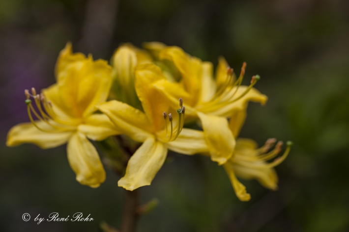 Rhododendron Luteum (gelb)._