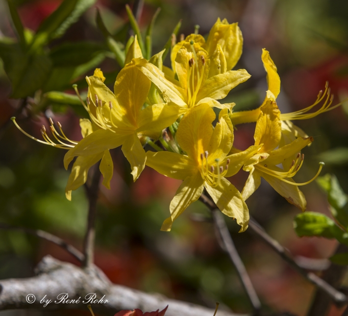 Rhododendronblüte gelb_6