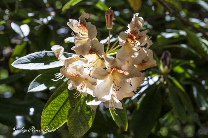 Rhododendronblüte im Lichtschattenspiel