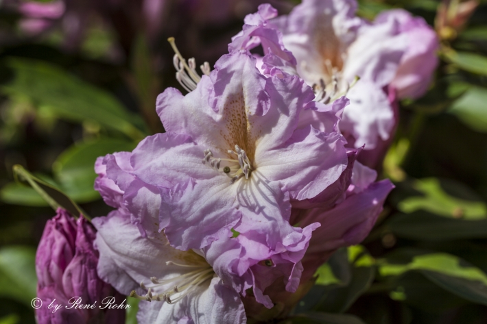 Rhododendronblüte lila_6