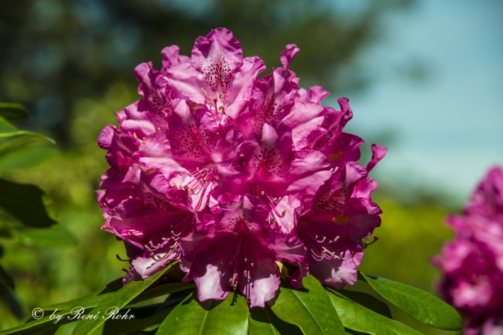 Rhododendronblüte pink_6