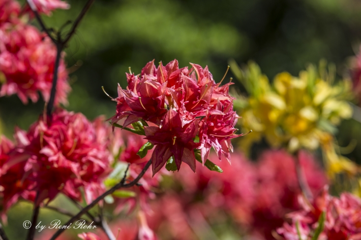 Rhododendronblüte rot_6