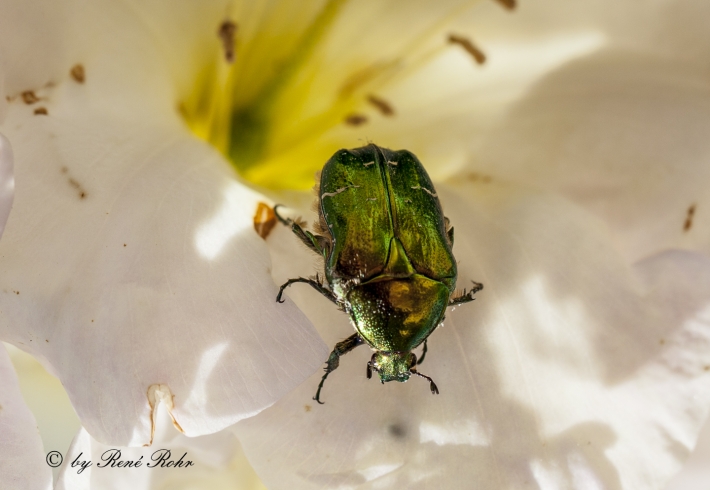 Rosenkäfer auf Azalee_2_