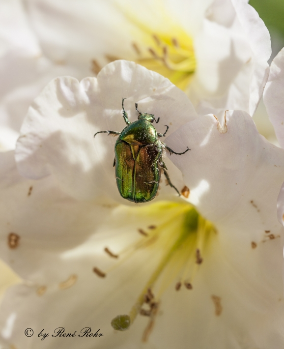 Rosenkäfer auf Azalee