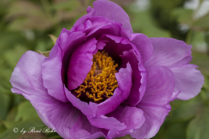 Strauchpfingstrose lila