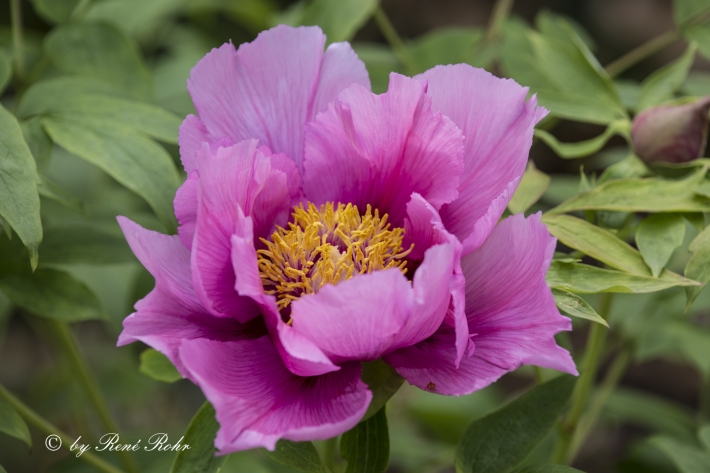 Strauchpfingstrose pink