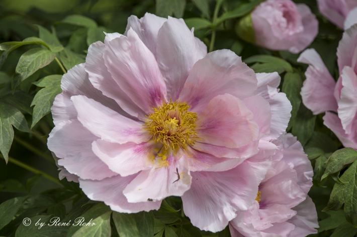 Strauchpfingstrose rosa