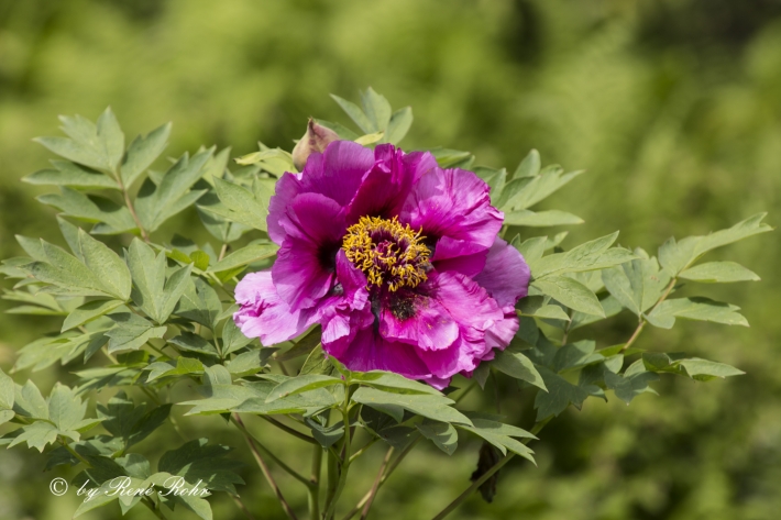 Strauchpfingstrose violett_1