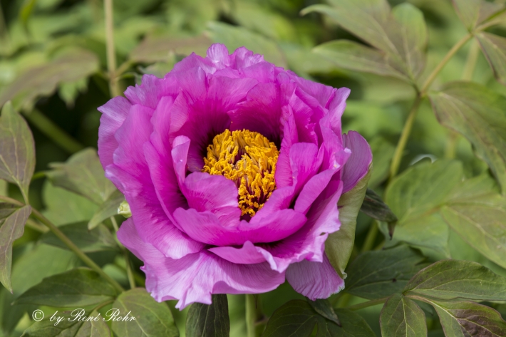 Strauchpfingstrose violett