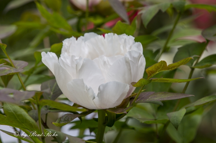 Strauchpfingstrose weiss