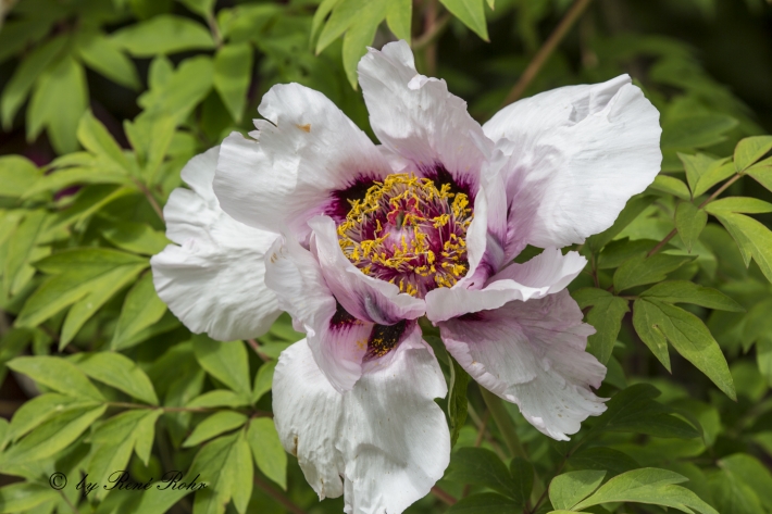 Strauchpfingstrose weiss_3