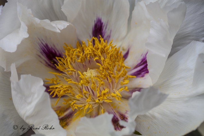 Strauchpfingstrose weiss