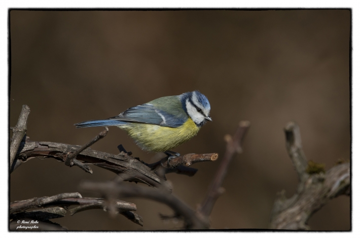 Blaumeise (Cyanistes caeruleus)_Z9