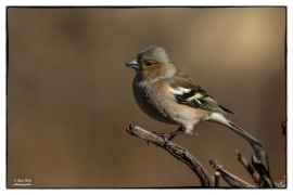 Buchfink (Fringilla coelebs)_Z