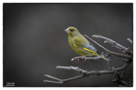 Grünfink (Chloris chloris)_L7