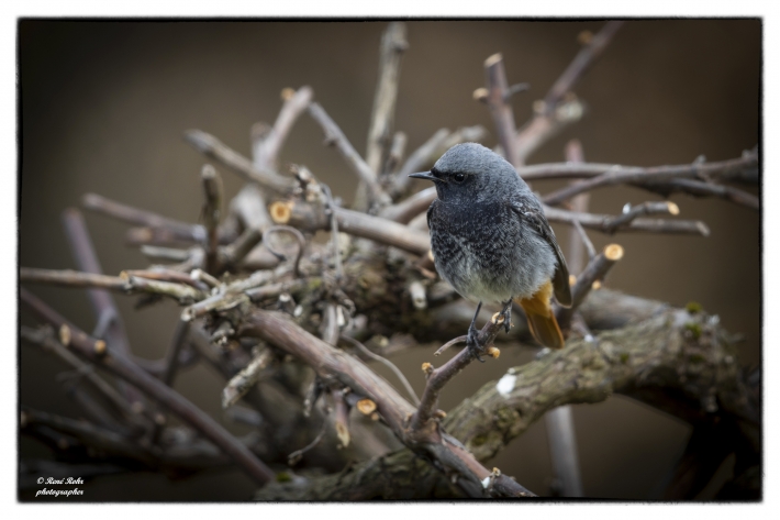 Hausrotschwanz (Phoenicurus ochruros)_L7A