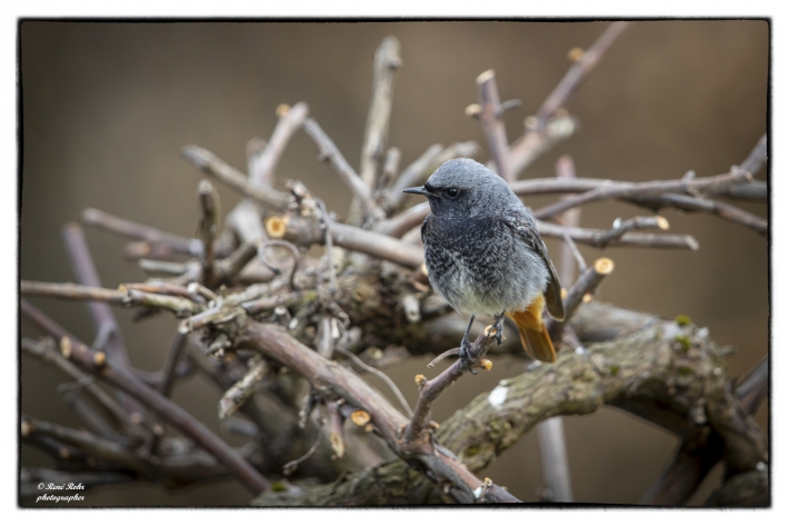 Hausrotschwanz (Phoenicurus ochruros)_L7