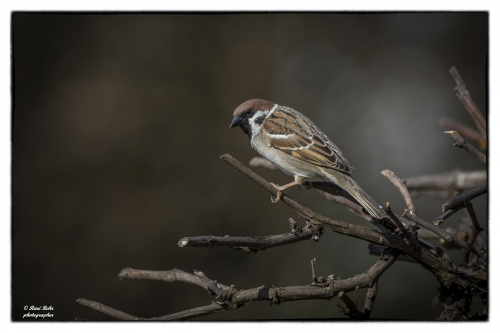 Haussperling (Passer domesticus)_L7A