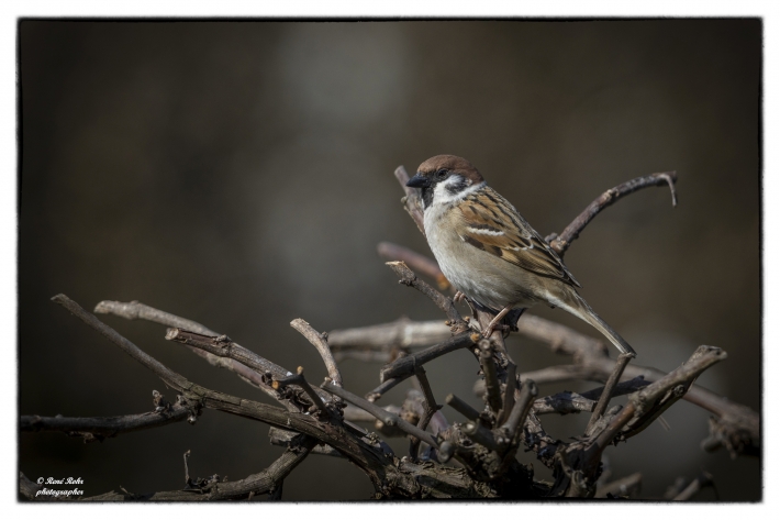 Haussperling (Passer domesticus)_L7