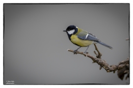 Kohlmeise (Parus major)_L7