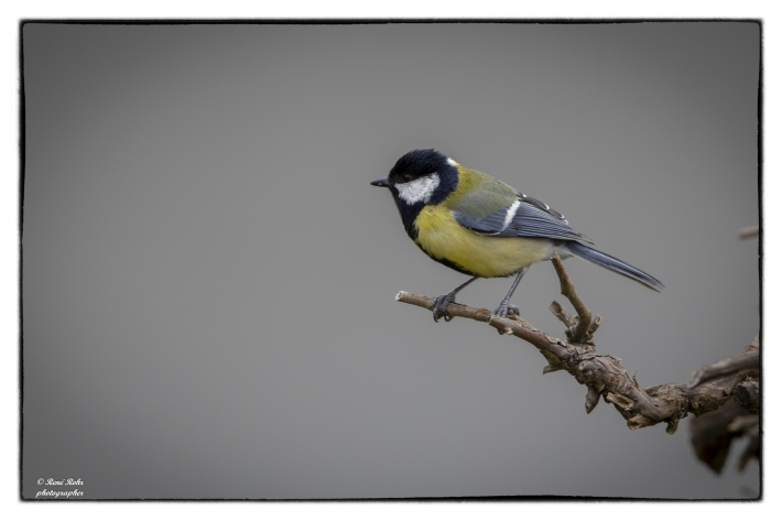 Kohlmeise (Parus major)_L7