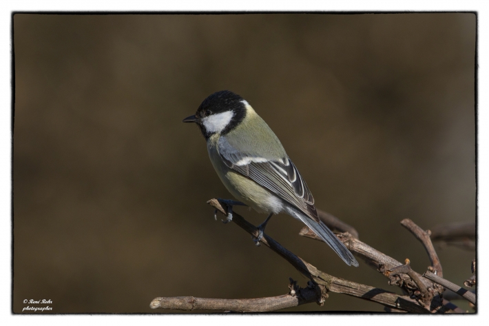 Kohlmeise (Parus major)_Z9A