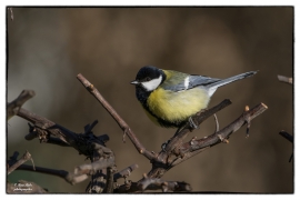 Kohlmeise (Parus major)_Z9