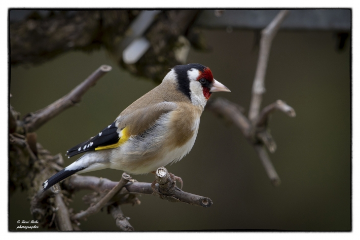 Stieglitz (Carduelis carduelis)_L7