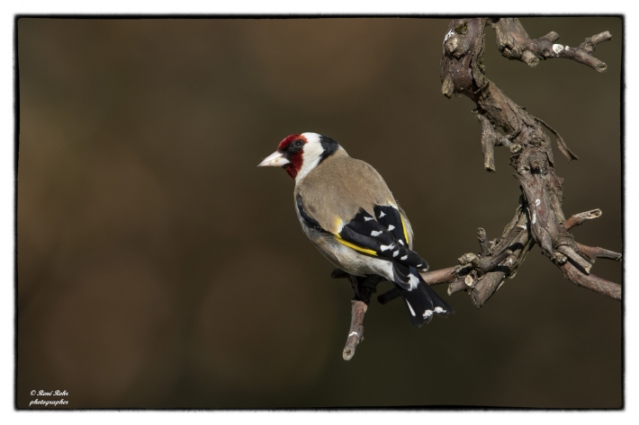 Stieglitz (Carduelis carduelis)_Z9A11