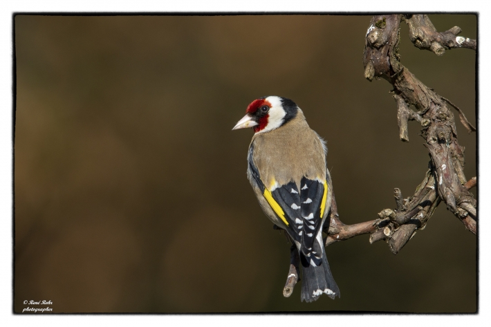Stieglitz (Carduelis carduelis)_Z9A1