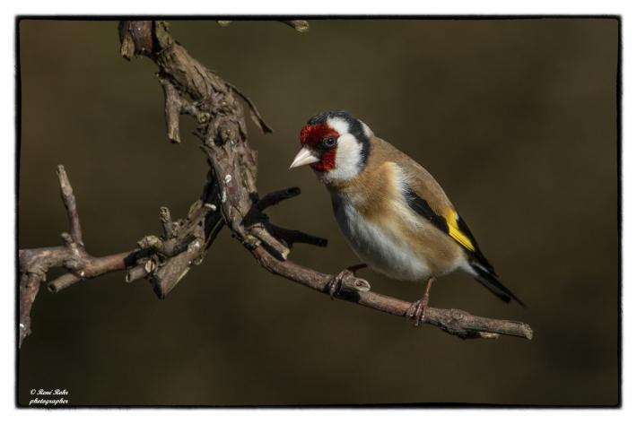 Stieglitz (Carduelis carduelis)_Z9A