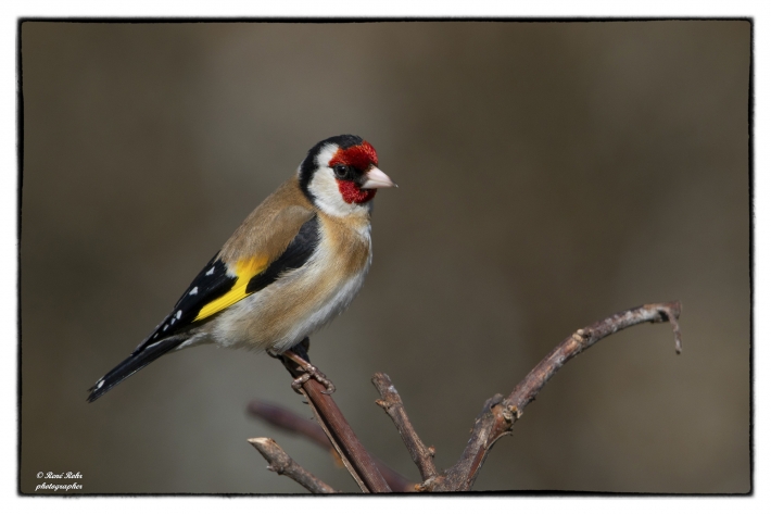 Stieglitz (Carduelis carduelis)_Z9