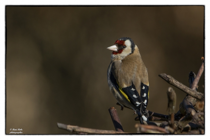 Stieglitz (Carduelis carduelis)_Z