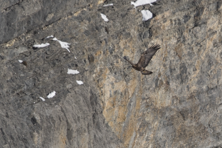 Steinadler 3