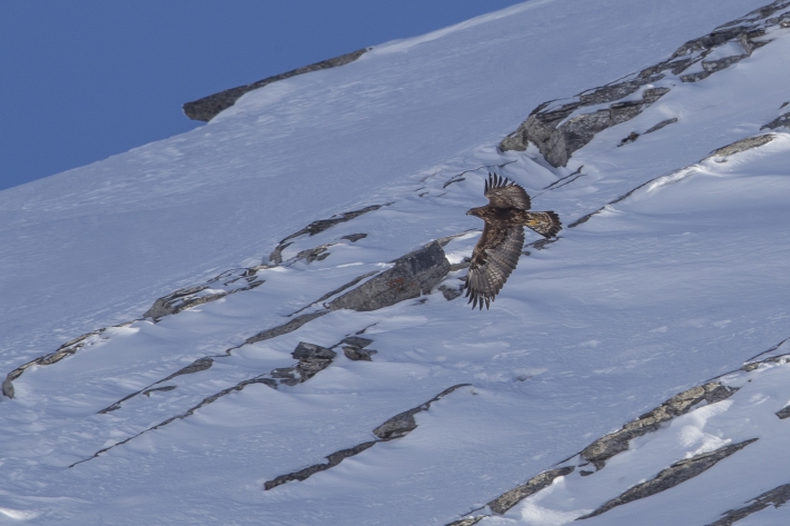 Steinadler 4