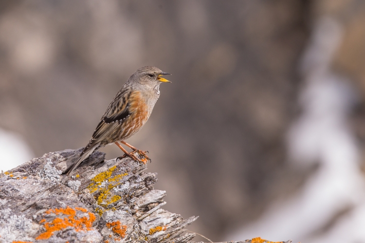 Alpenbraunelle_2__D9Y1858