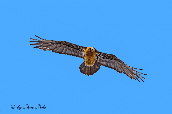 Bartgeier_D9Y2508_3