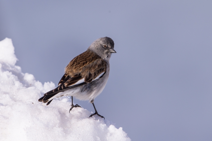 Schneesperling_D9Y1286