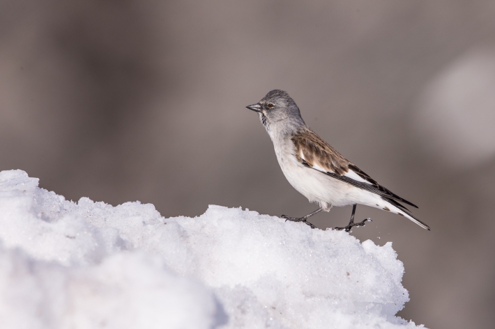 Schneesperling_D9Y1295