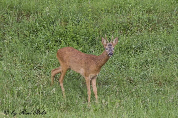 Rehbock in der Wiese
