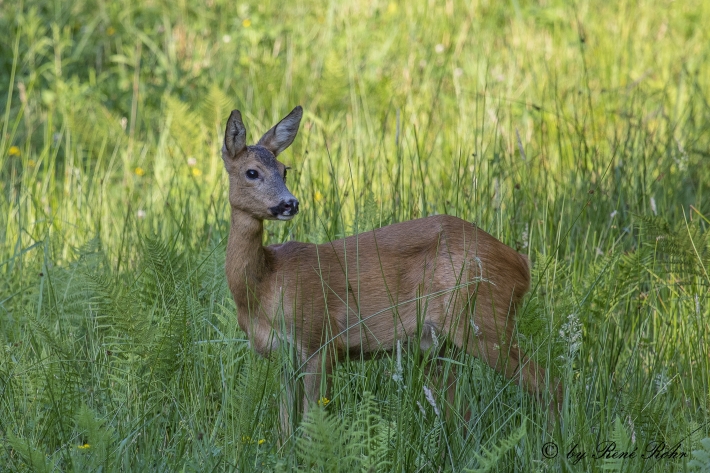Rehgeiss in der Blumenwiese