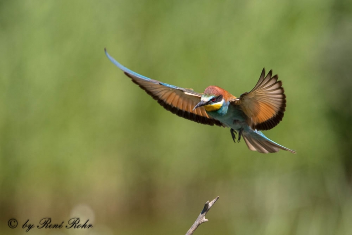 Bienenfresser-Merops apiaster-9Z9A9381 (10)