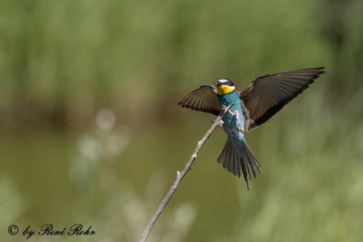Bienenfresser-Merops apiaster-9Z9A9381 (17)
