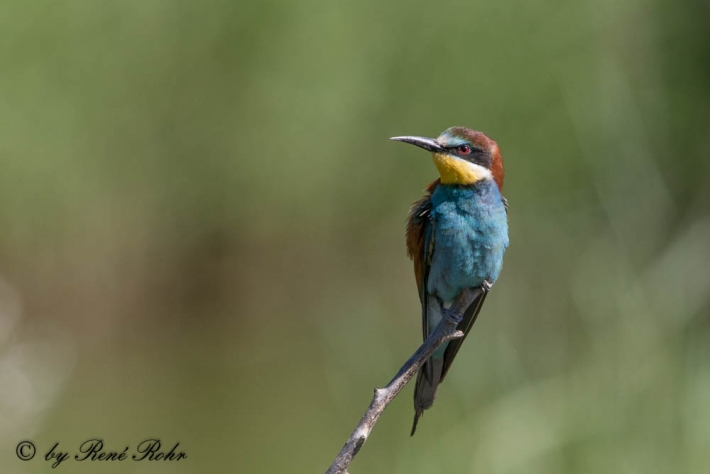 Bienenfresser-Merops apiaster-9Z9A9381 (2)