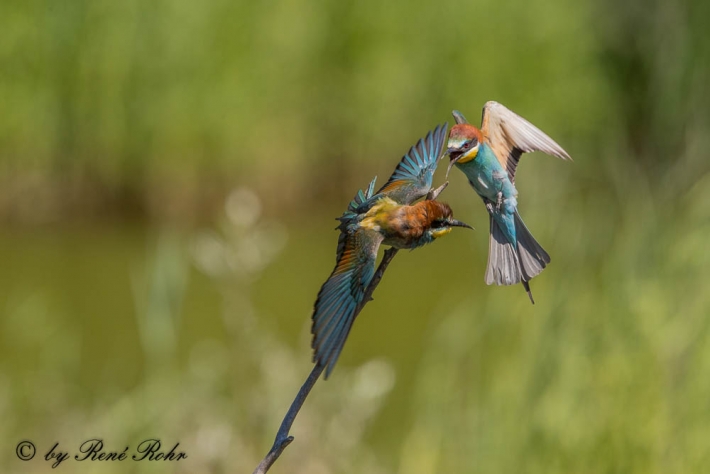 Bienenfresser-Merops apiaster-9Z9A9381 (8)