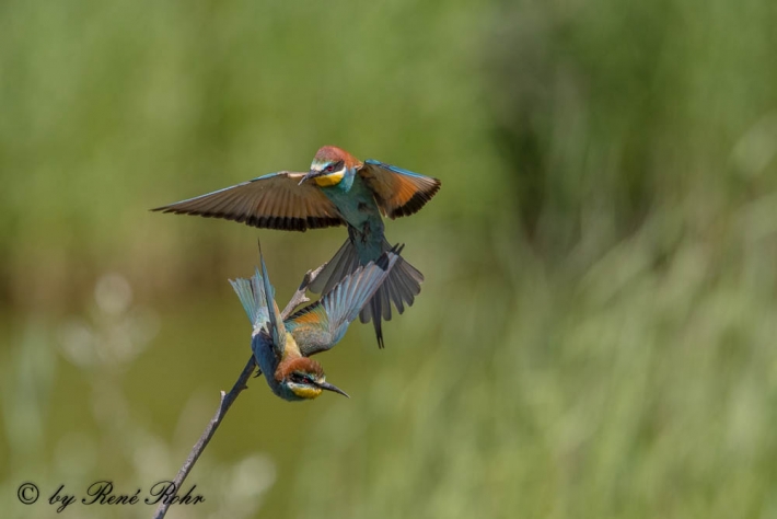 Bienenfresser-Merops apiaster-9Z9A9381 (9)